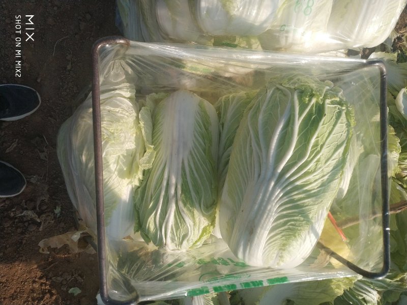 夏邑大白菜青杂三号