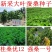 大叶桑树种子四季桑葚果种子农桑14号强桑1号养蚕
