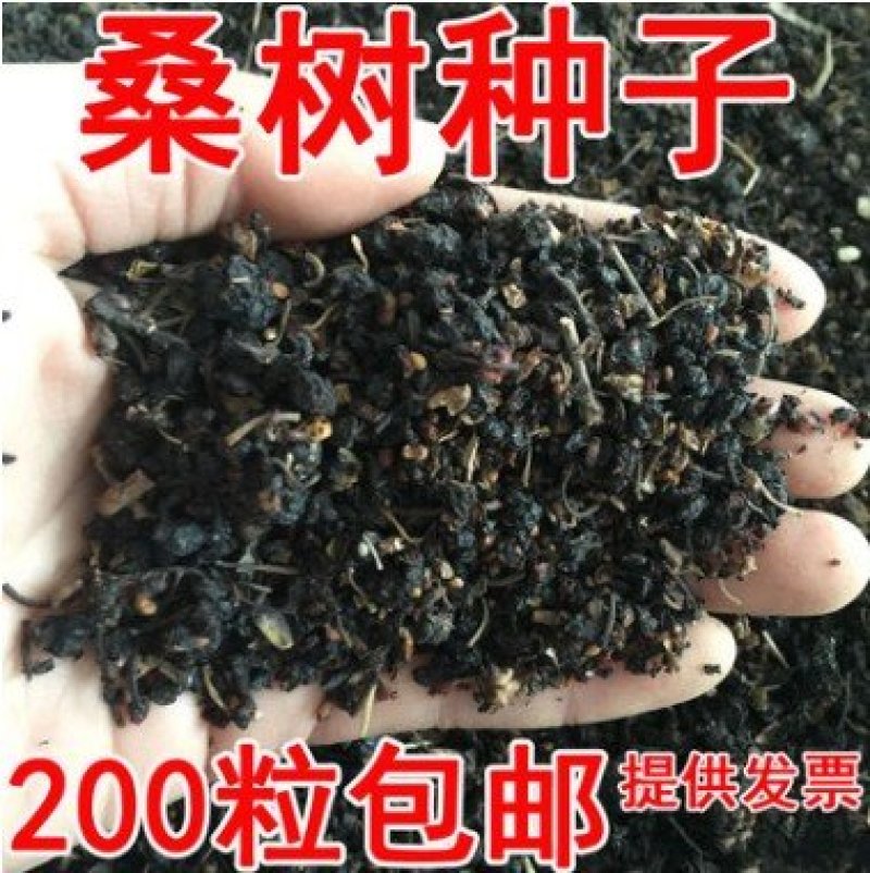 大叶桑树种子四季桑葚果种子农桑14号强桑1号养蚕