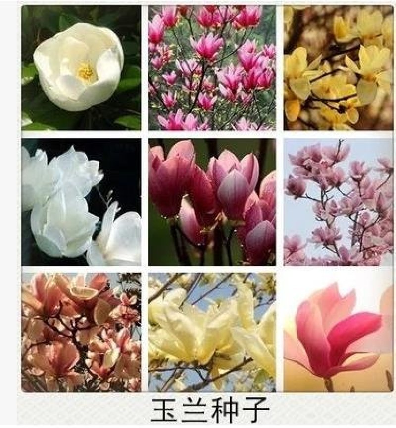 新采玉兰种子红玉兰白玉兰种子广玉兰黄玉兰紫玉兰花