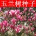 新采玉兰种子红玉兰白玉兰种子广玉兰黄玉兰紫玉兰花