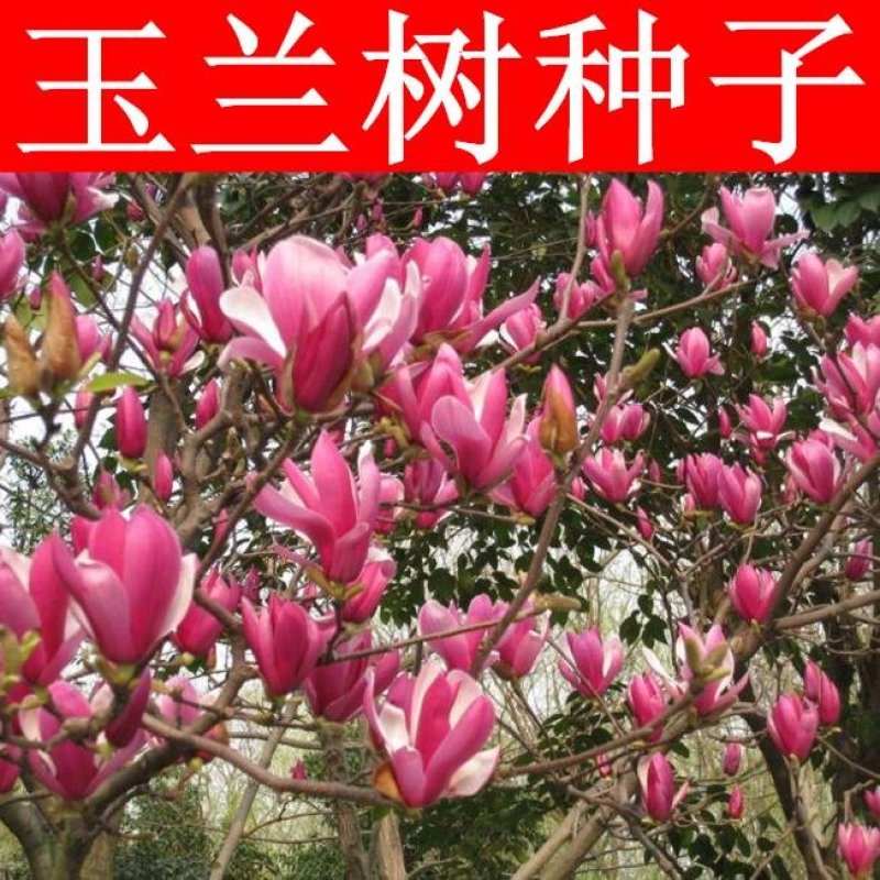 新采玉兰种子红玉兰白玉兰种子广玉兰黄玉兰紫玉兰花