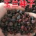新采玉兰种子红玉兰白玉兰种子广玉兰黄玉兰紫玉兰花