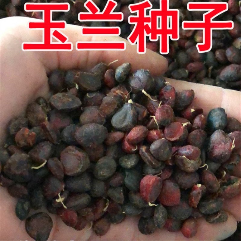 新采玉兰种子红玉兰白玉兰种子广玉兰黄玉兰紫玉兰花