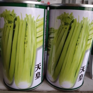 芹菜种子一黄心芹菜色泽黄亮生长速度快长势旺