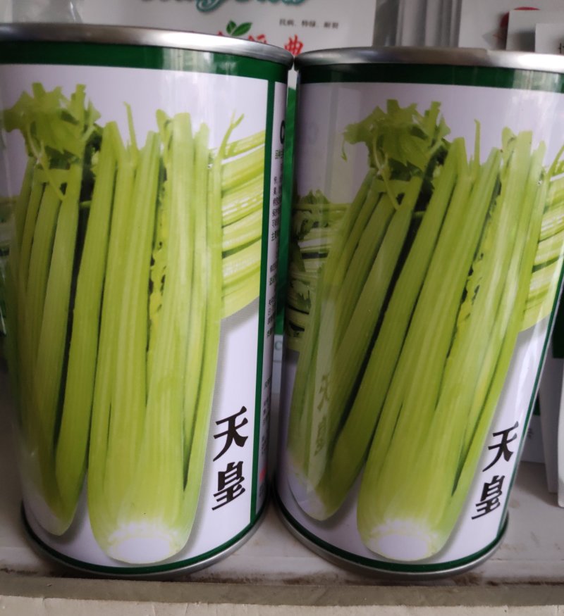 芹菜种子一黄心芹菜色泽黄绿耐热耐寒性强