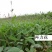 再力花