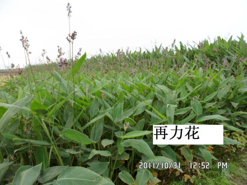 再力花