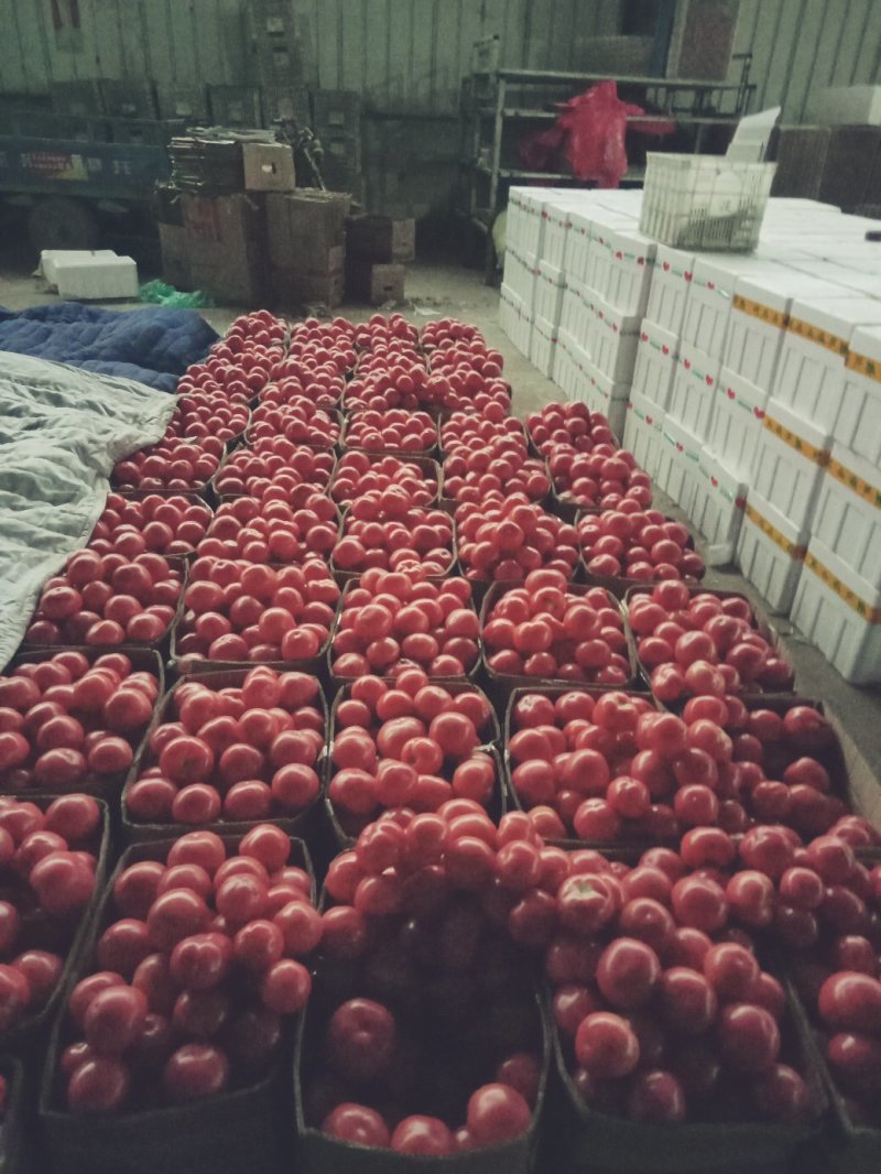 精品西红柿大量供应精品串果颜色好口感好质量好