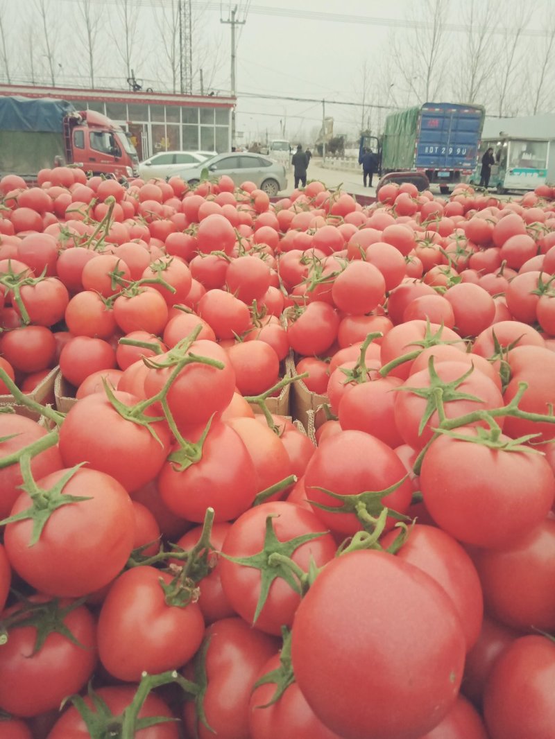 【西红柿】精品硬粉西红柿大量现货质量好价格优