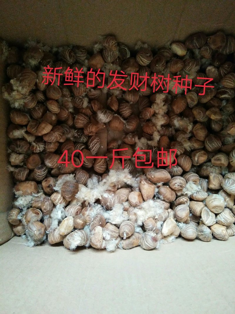 绿色植物新鲜发财树种子