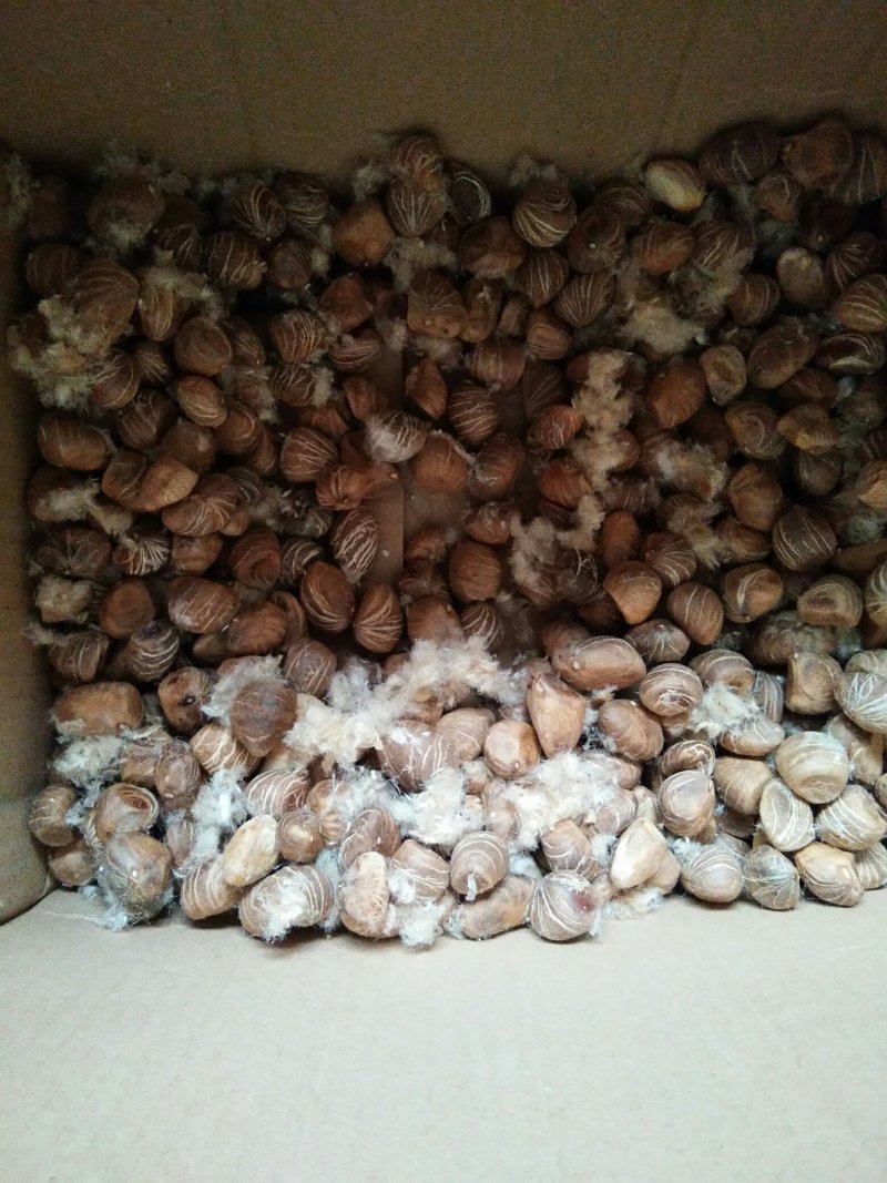 绿色植物新鲜发财树种子