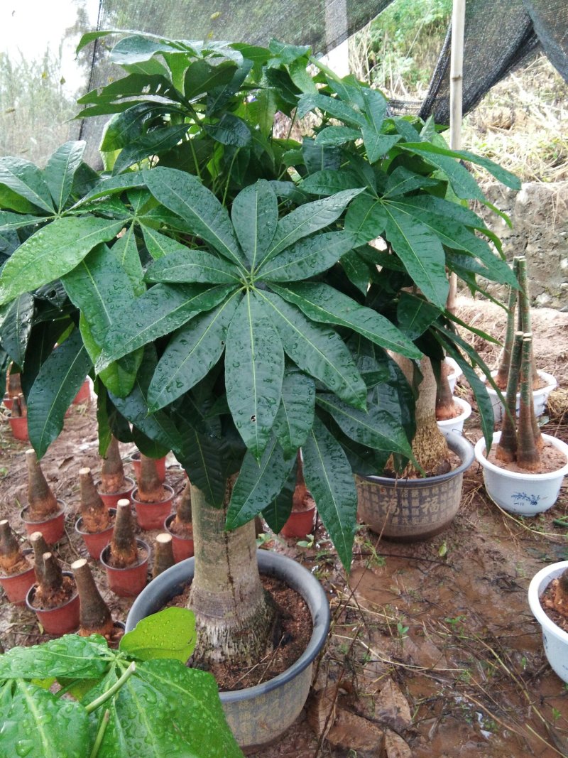 绿色植物新鲜发财树种子