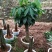 绿色植物新鲜发财树种子