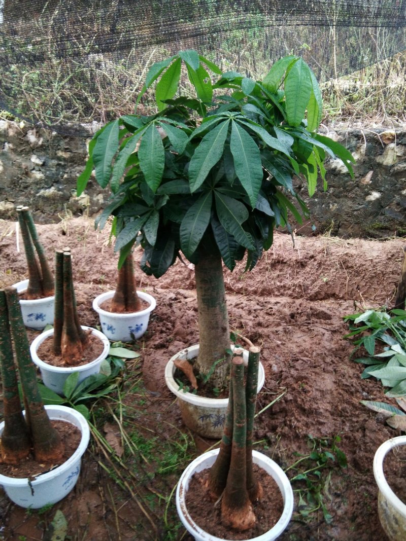 绿色植物新鲜发财树种子