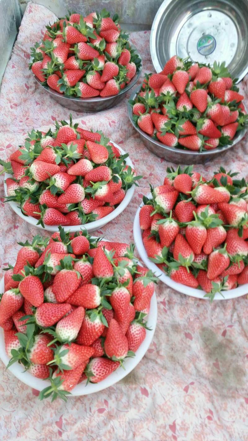 河南奶油宁玉草莓大量上市支持全国商超一件代发