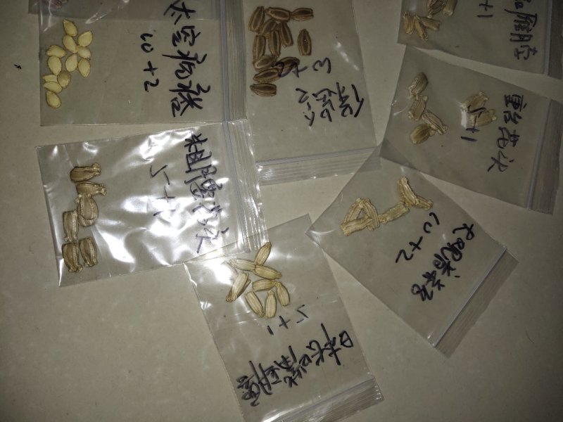 提纯葫芦种子