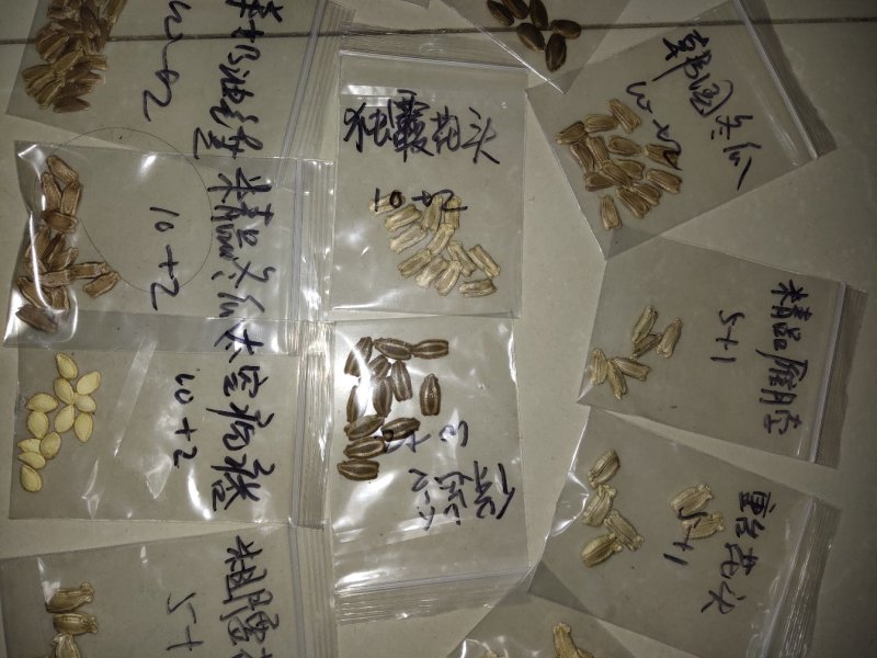 提纯葫芦种子