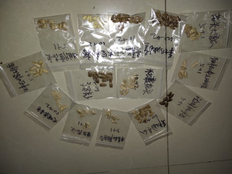 提纯葫芦种子