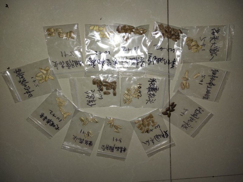 提纯葫芦种子