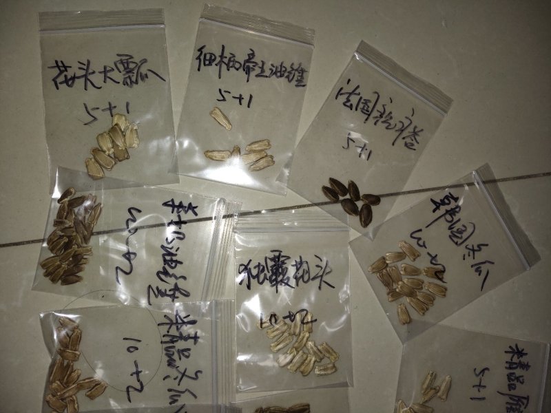 提纯葫芦种子