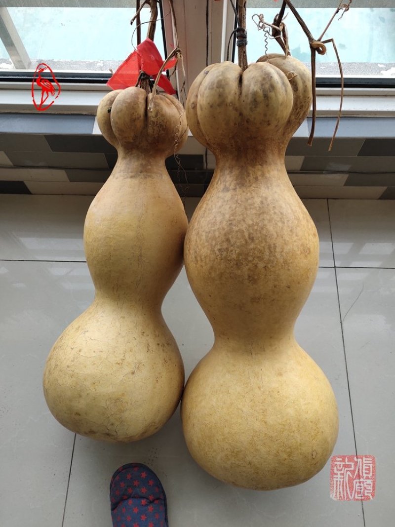 提纯葫芦种子