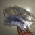 提纯葫芦种子