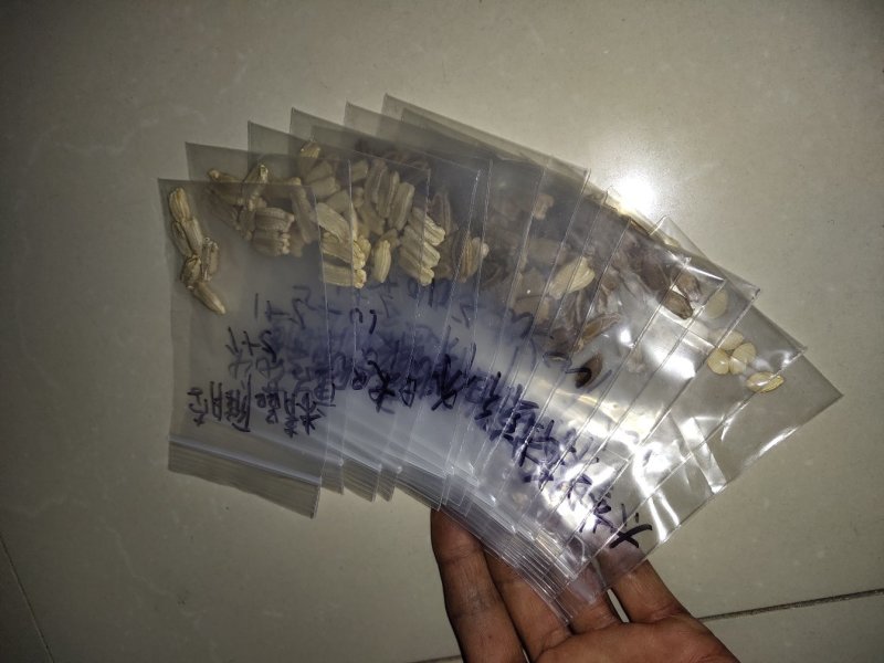 提纯葫芦种子