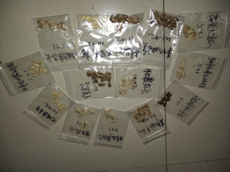提纯葫芦种子