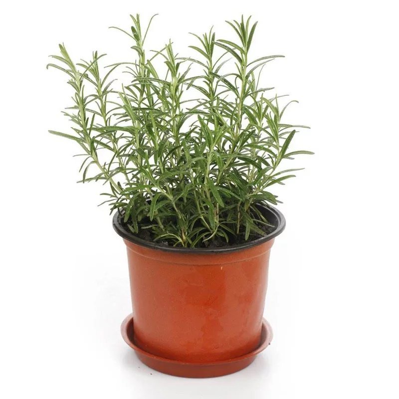 迷迭香盆栽可食用牛排西餐调料室内绿植新鲜植物薄荷百里香罗