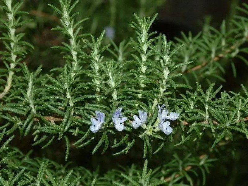 迷迭香盆栽可食用牛排西餐调料室内绿植新鲜植物薄荷百里香罗