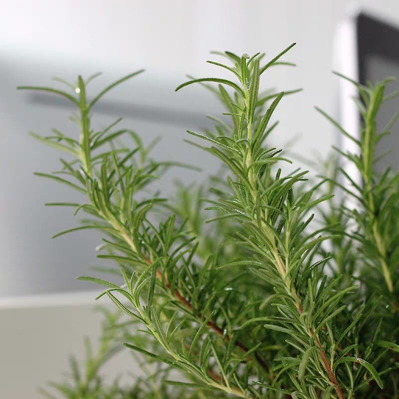 迷迭香盆栽可食用牛排西餐调料室内绿植新鲜植物薄荷百里香罗
