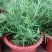 迷迭香盆栽可食用牛排西餐调料室内绿植新鲜植物薄荷百里香罗