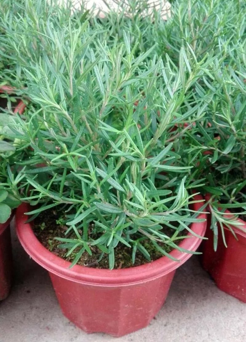 迷迭香盆栽可食用牛排西餐调料室内绿植新鲜植物薄荷百里香罗