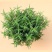 迷迭香盆栽可食用牛排西餐调料室内绿植新鲜植物薄荷百里香罗