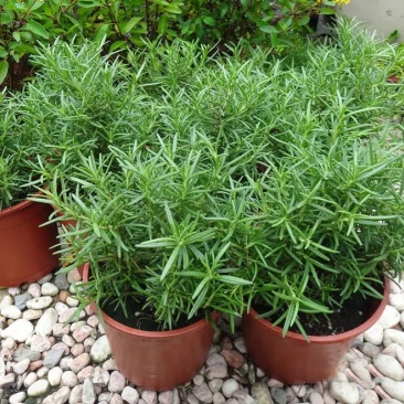 迷迭香盆栽可食用牛排西餐调料室内绿植新鲜植物薄荷百里香罗