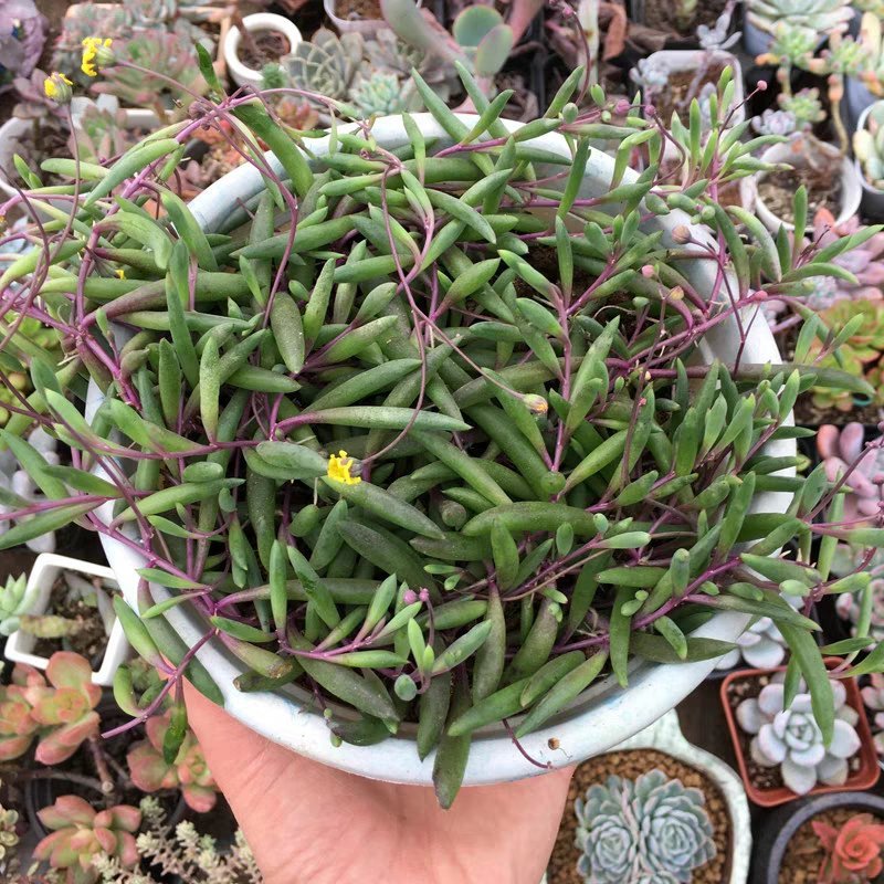 紫玄月吊兰，多肉植物，摆放阳台，办公室。