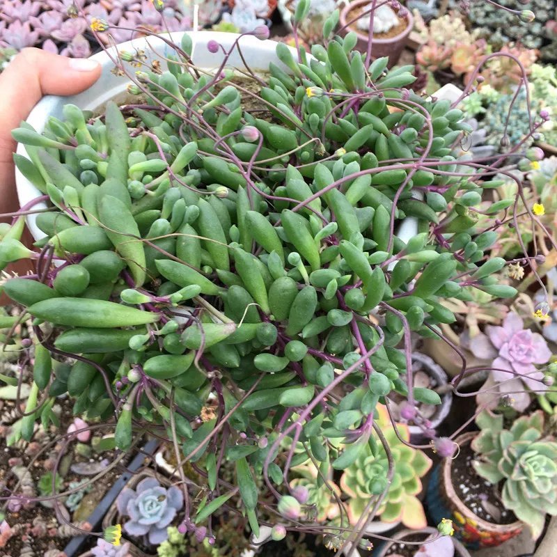 紫玄月吊兰，多肉植物，摆放阳台，办公室。