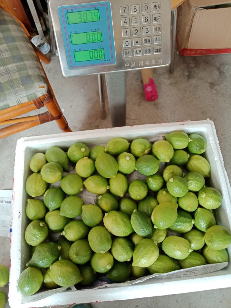 香水柠檬，，1.5到4两