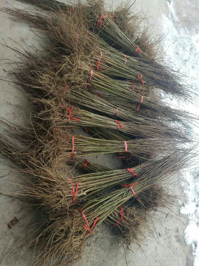 花石榴苗，果实榴苗，保湿邮寄，自产自销没有中间差价。