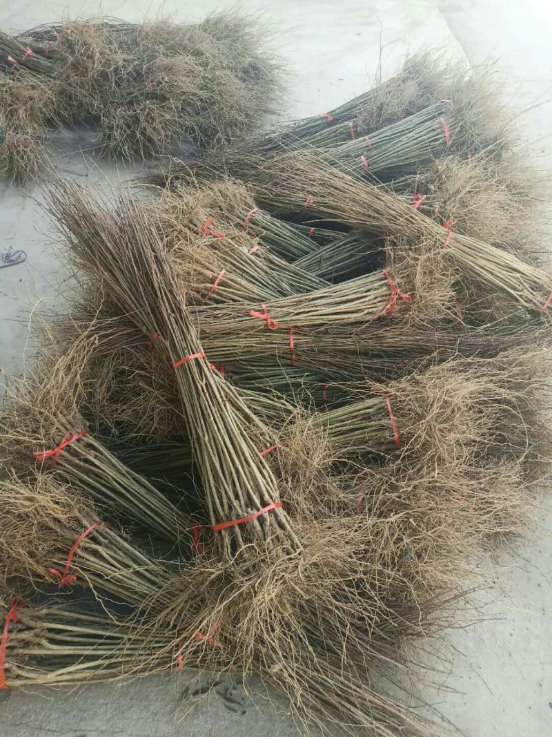 花石榴苗，果实榴苗，保湿邮寄，自产自销没有中间差价。