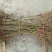花石榴苗，果实榴苗，保湿邮寄，自产自销没有中间差价。