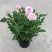 玫瑰花苗盆栽花卉植物室内花月季好养易活阳台四季开花绿植鲜