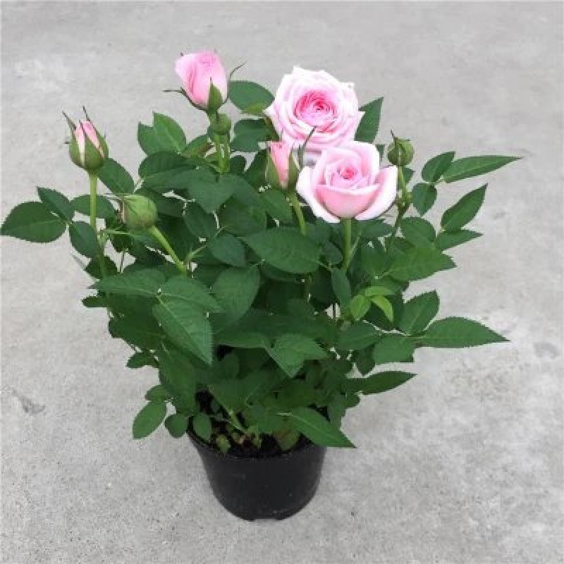 玫瑰花苗盆栽花卉植物室内花月季好养易活阳台四季开花绿植鲜