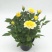 玫瑰花苗盆栽花卉植物室内花月季好养易活阳台四季开花绿植鲜