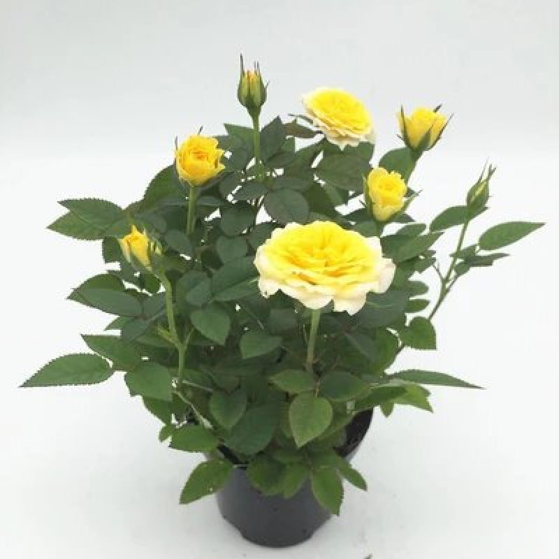 玫瑰花苗盆栽花卉植物室内花月季好养易活阳台四季开花绿植鲜