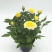 玫瑰花苗盆栽花卉植物室内花月季好养易活阳台四季开花绿植鲜