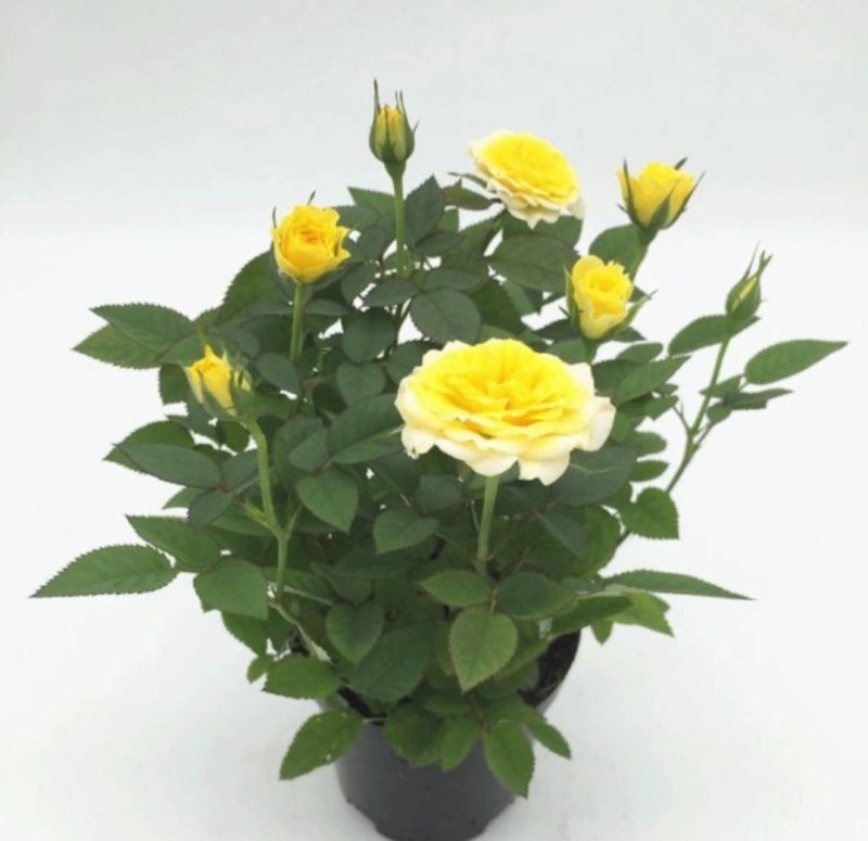 玫瑰花苗盆栽花卉植物室内花月季好养易活阳台四季开花绿植鲜