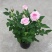玫瑰花苗盆栽花卉植物室内花月季好养易活阳台四季开花绿植鲜