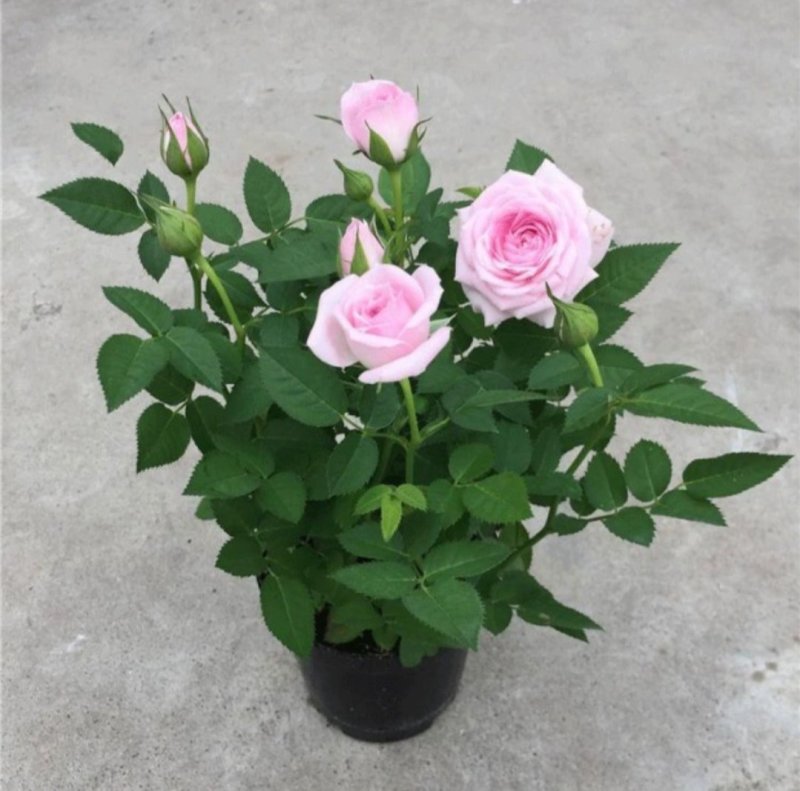 玫瑰花苗盆栽花卉植物室内花月季好养易活阳台四季开花绿植鲜